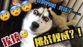 二狗爆料视频大全最新,揭秘娱乐圈幕后真相 第3张 二狗爆料视频大全最新,揭秘娱乐圈幕后真相 第3张